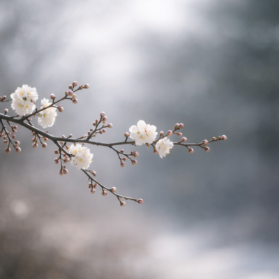 冬の澄んだ空気の中、控えめに咲く梅の枝を余白多めに写した静かな写真風イメージ