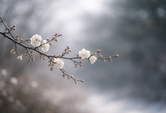 冬の澄んだ空気の中、控えめに咲く梅の枝を余白多めに写した静かな写真風イメージ