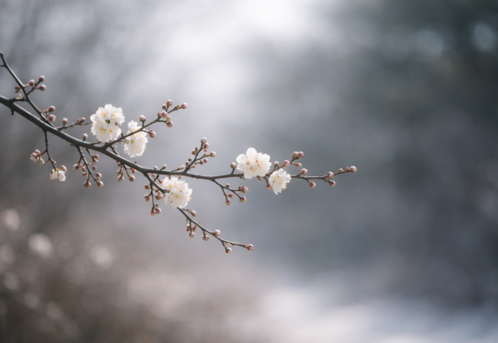 冬の澄んだ空気の中、控えめに咲く梅の枝を余白多めに写した静かな写真風イメージ